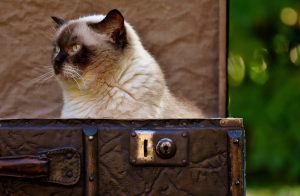 Chat qui est assis dans une vieille valise marron