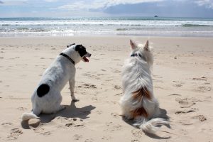 Deux chiens assis sur une plage qui regardent la mer