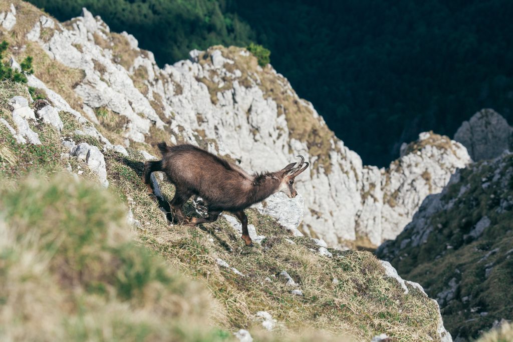 Chamois qui court dans la montagne